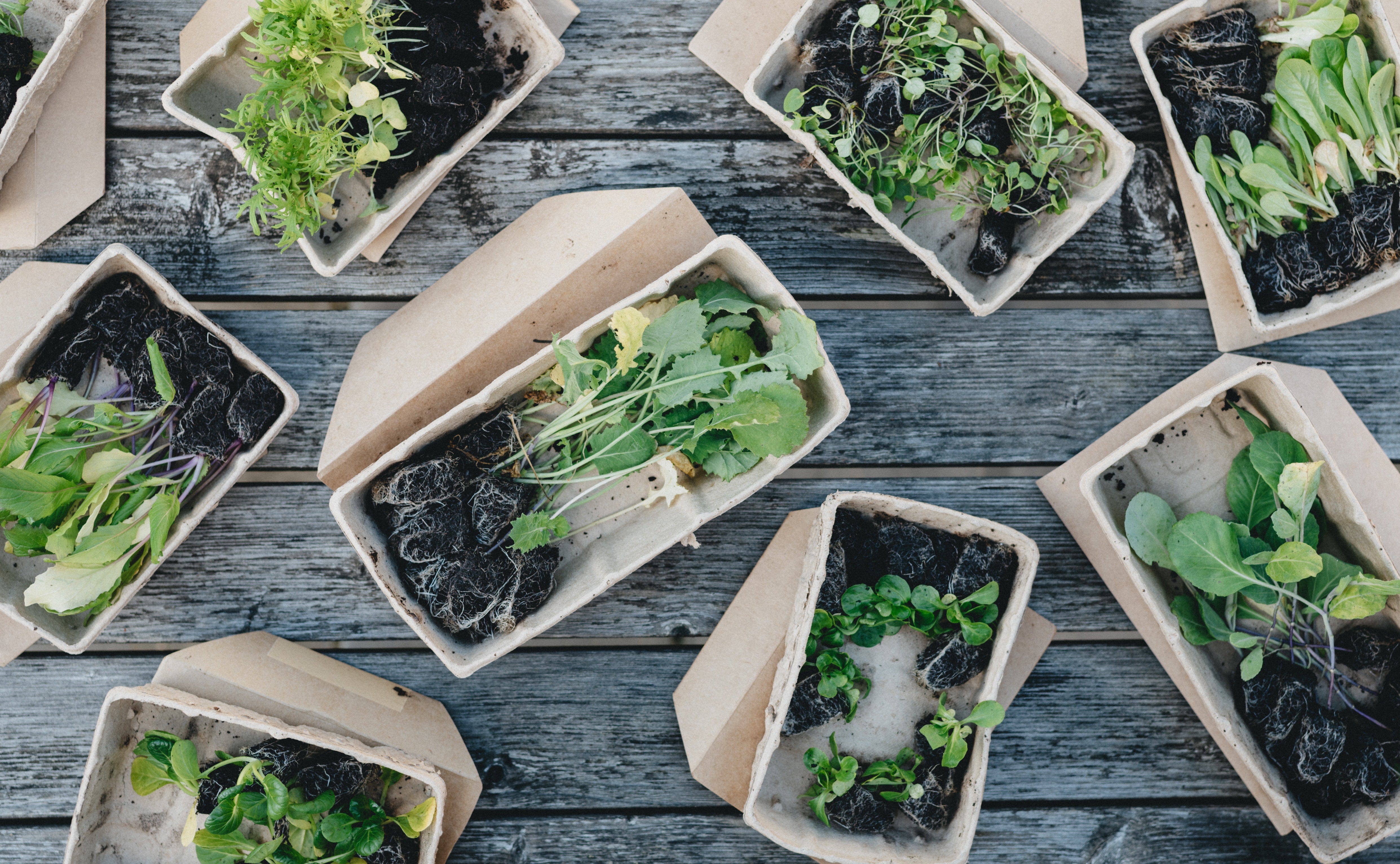 More About Compostable – Simply Pak